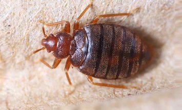 Bed Bugs Extermination