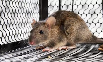 Rodent Renoval
